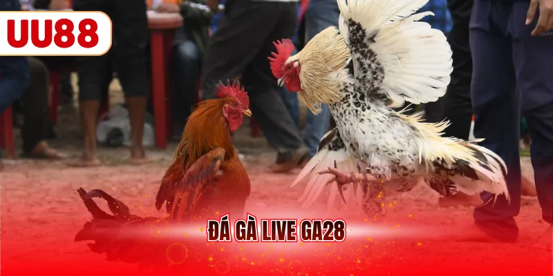 Đá gà live GA28