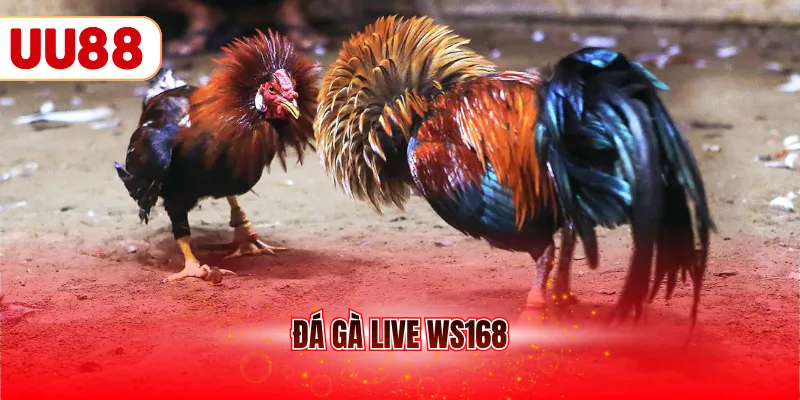 Đá gà live WS168