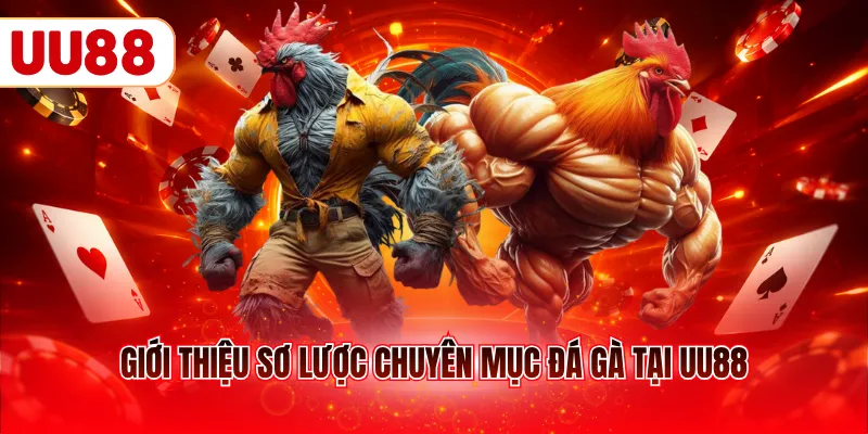 Giới thiệu sơ lược chuyên mục đá gà tại UU88