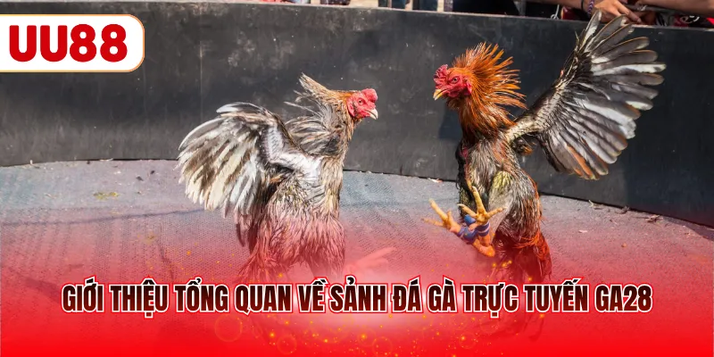 Giới thiệu tổng quan về sảnh đá gà trực tuyến GA28