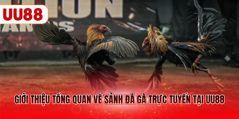 Giới thiệu tổng quan về sảnh đá gà trực tuyến tại UU88