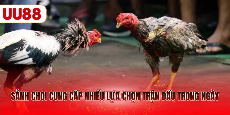 Sảnh chơi cung cấp nhiều lựa chọn trận đấu trong ngày