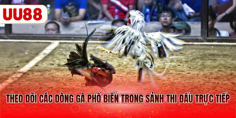 Theo dõi các dòng gà phổ biến trong sảnh thi đấu trực tiếp