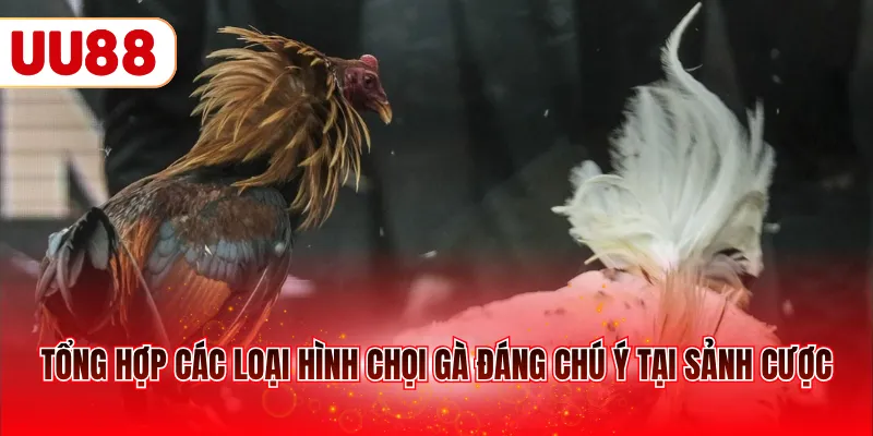 Tổng hợp các loại hình chọi gà đáng chú ý tại sảnh cược